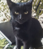 2018-11-13 Katze Svg+xml,%3Csvg%20xmlns%3D%22http%3A%2F%2Fwww.w3